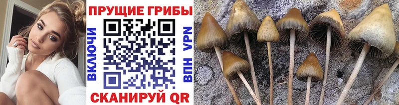 Галлюциногенные грибы Cubensis  где купить наркоту  Азов 